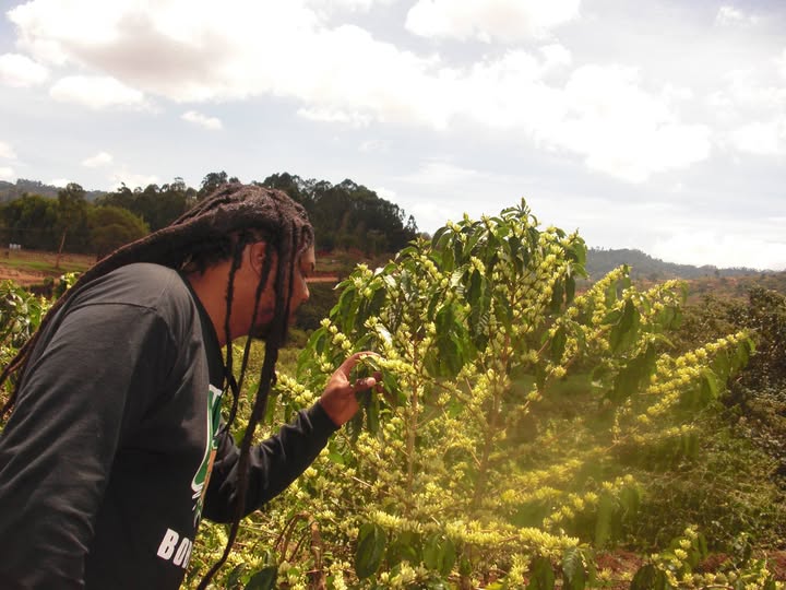 Examining a coffee plant on a farm in Machakos, Kenya