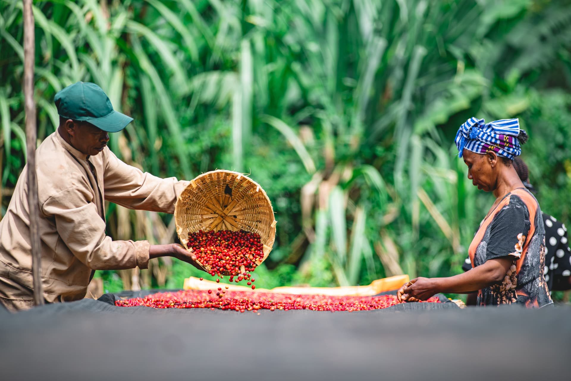 Coffee cherries drying slowly on long raised beds under the sun