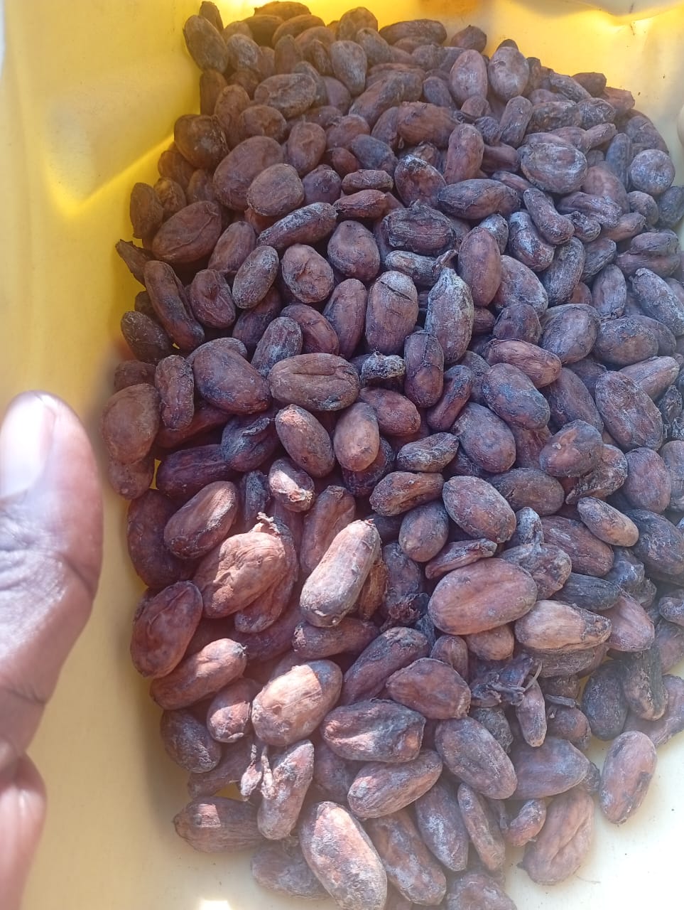 Cocoa beans ready for grading