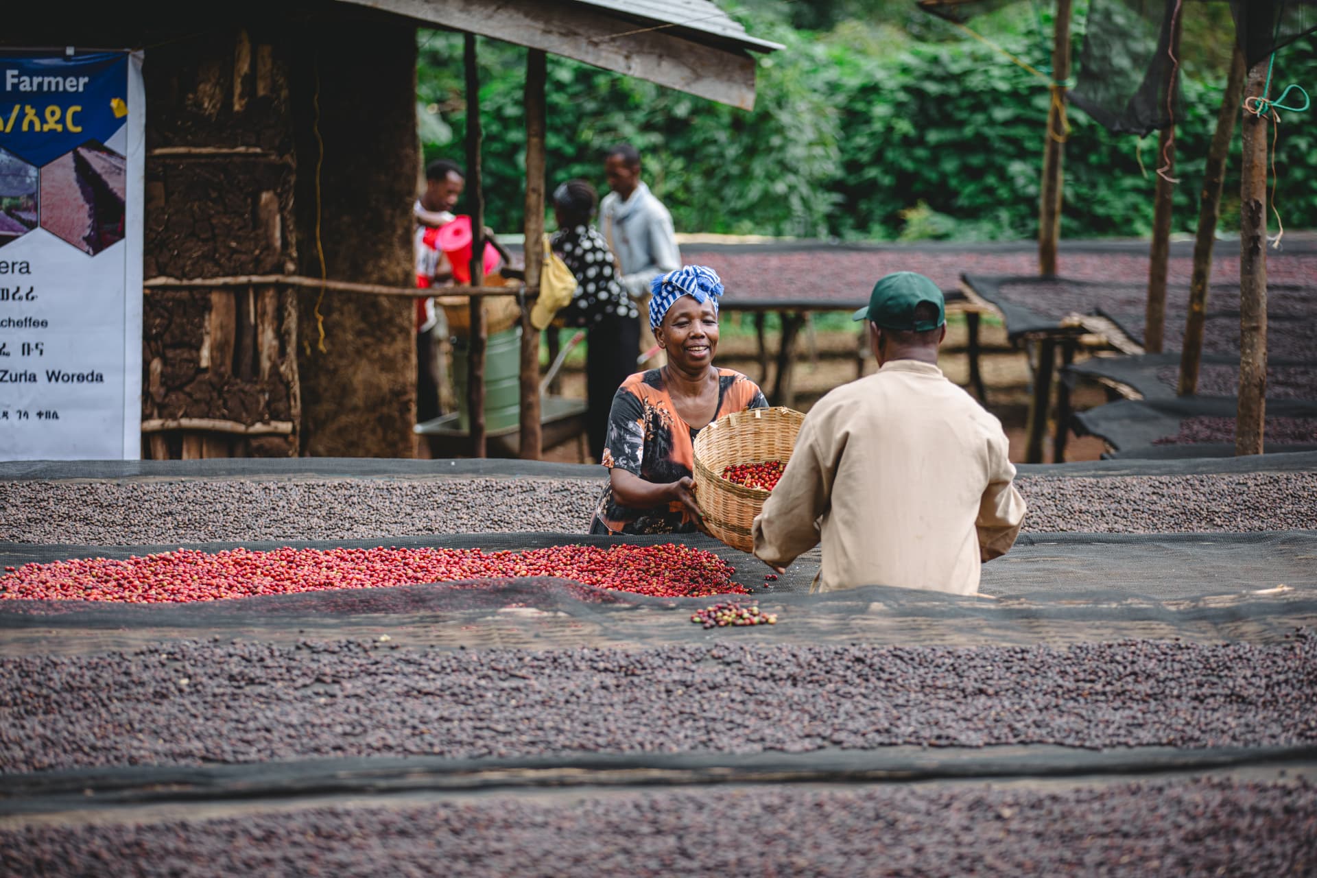 A grower carrying a woven basket of freshly picked coffee cherries past rows of drying beds
