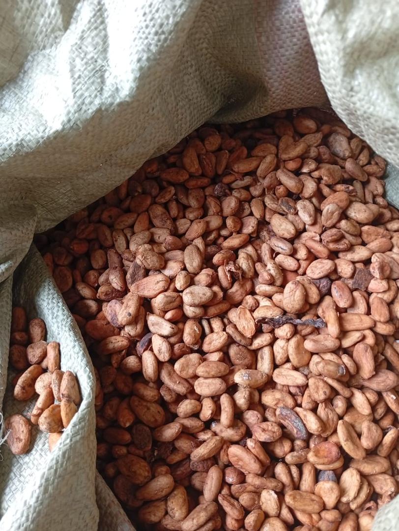 Cocoa beans in a jute sack